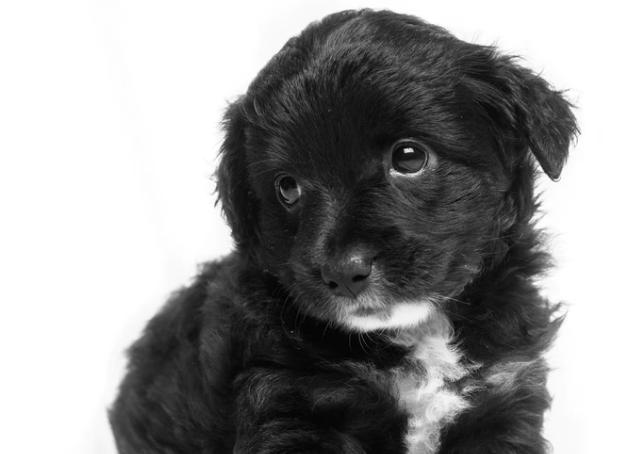 9 meest gemaakte fouten bij opvoeding van een pup - Hond & Geluk